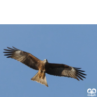 گونه کورکور سیاه Black Kite